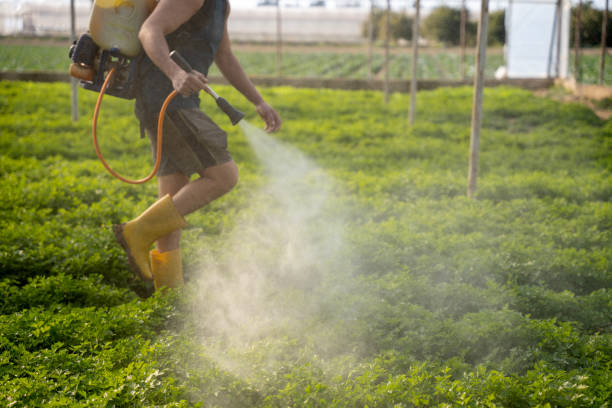 Wasp Removal Services in Moraga, CA